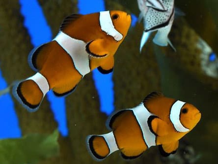 ACYH Barcelona Aquarium Ticket